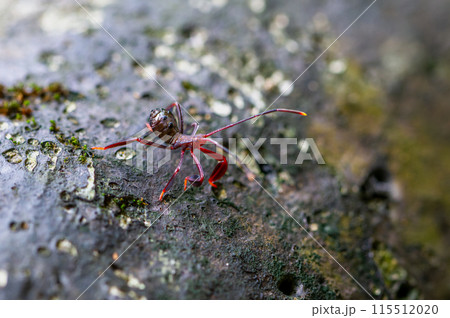 A red vibrant stink bug(Mictis serina) nymph. Wulai, Taiwan. 115512020