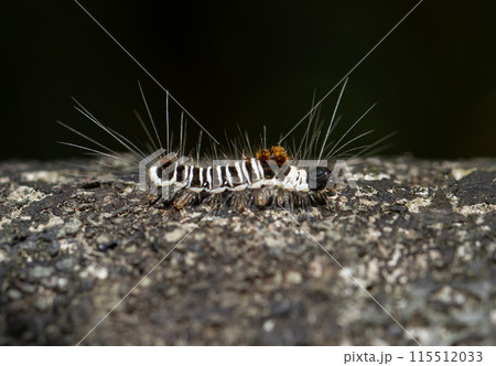 Black and white striped caterpillar of Euproctis Kanshireia in Wulai, Taiwan. 115512033