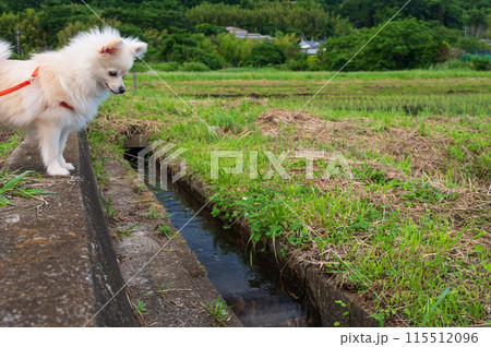 水路を眺める小型犬 チワワ子犬 田舎お散歩 水路を眺める小型犬 チワワ子犬 田舎お散歩 115512096