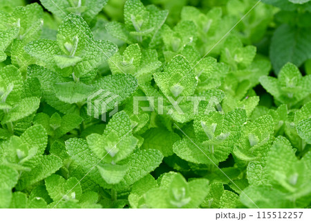 アップルミント 115512257