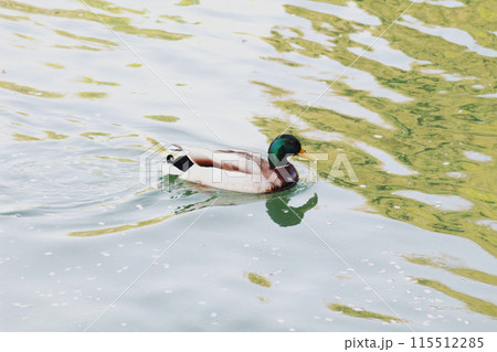 琵琶湖疎水にいるマガモ 115512285