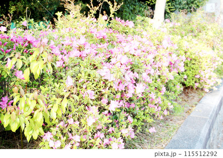 岡崎公園に咲くツツジ 115512292
