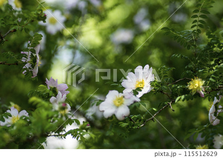 ＜草花＞サンショウバラ 115512629