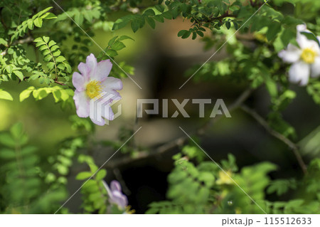 ＜草花＞サンショウバラ 115512633