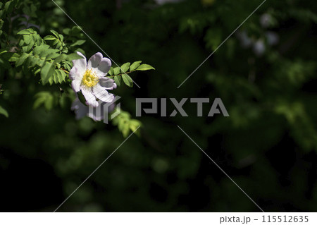 <草花>サンショウバラ <草花>サンショウバラ 115512635