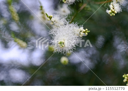 ティーツリーの花 ティーツリーの花 115512770