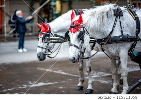White Lipizzaner tourist chariot horses, trained in the Spanish Riding School in Vienna, capital of Austria 115513059