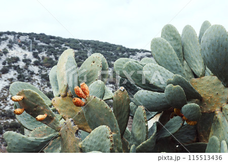Prickly pears on cactus against Mediterranean backdrop Prickly pears on cactus against Mediterranean backdrop 115513436