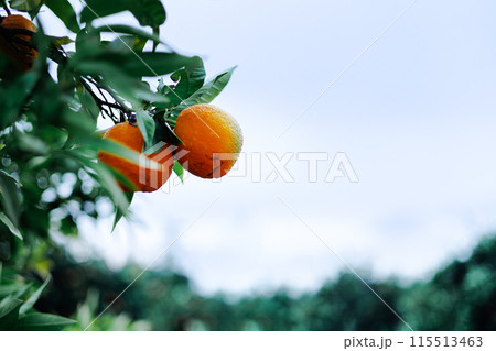 Orange fruits hanging on tree in lush orchard Orange fruits hanging on tree in lush orchard 115513463