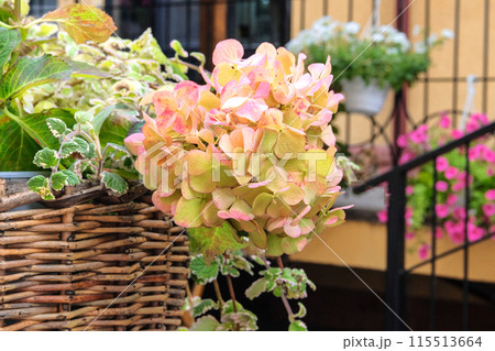 Hortensia flowers in a straw basket. Floristic design. Decorative bright flowers. Blooming postcard. 115513664