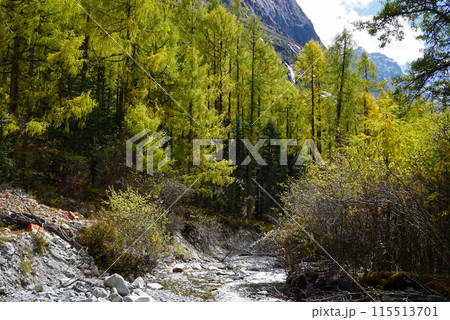 The Autumn in Siguniang Mountain at west of the capital city of Chengdu in Xiaojin country ,Sichuan ,China 115513701