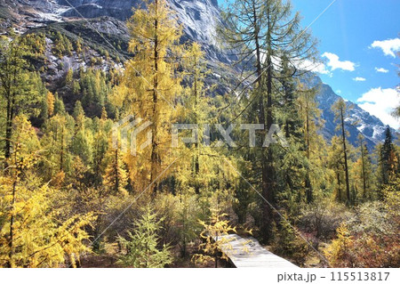 The Autumn in Siguniang Mountain at west of the capital city of Chengdu in Xiaojin country ,Sichuan ,China  115513817