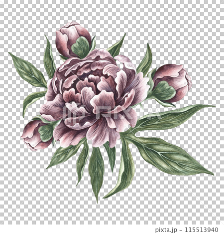 Peonies in vintage style. Hand-made watercolor illustration. A bouquet of peony flowers. Isolate it. A design element of a postcard, banner, flyer and poster. For packaging, label and print Peonies in vintage style. Hand-made watercolor illustration. A bouquet of peony flowers. Isolate it. A design element of a postcard, banner, flyer and poster. For packaging, label and print 115513940