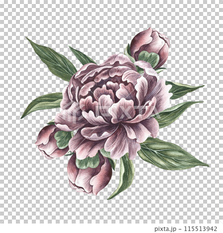 Peonies in vintage style. Hand-made watercolor illustration. A bouquet of peony flowers. Isolate it. A design element of a postcard, banner, flyer and poster. For packaging, label and print 115513942