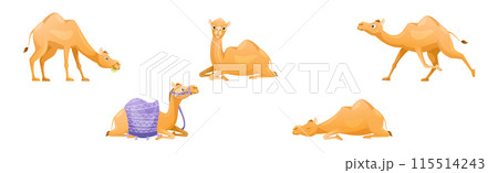 Brown Camel as Even-toed Ungulate Desert Animal in Different Pose Vector Set 115514243