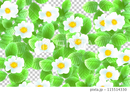 Hamanashi flower card 1 115514330