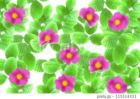 浜梨(ハマナシ)の花のカード2 浜梨(ハマナシ)の花のカード2 115514331