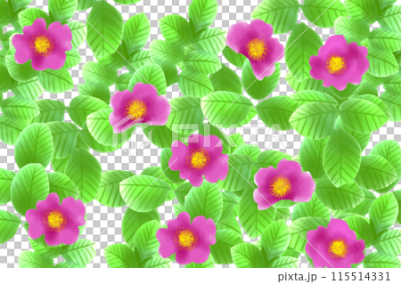 浜梨(ハマナシ)の花のカード2 浜梨(ハマナシ)の花のカード2 115514331