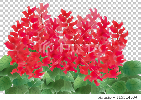 丹參花卡1 丹參花卡1 115514334