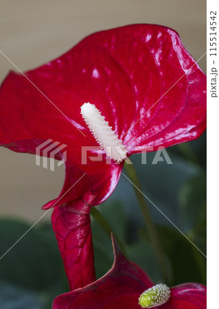 Closeup of Red Anthurium Flower Closeup of Red Anthurium Flower 115514542