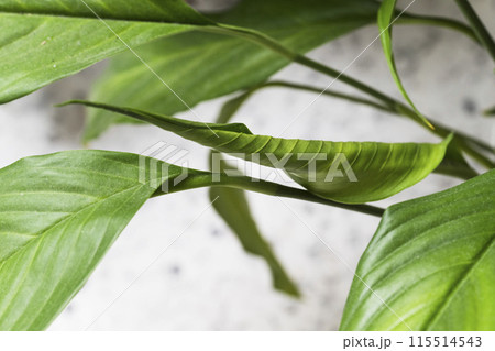 Closeup of Green Leaves on a Houseplant 115514543