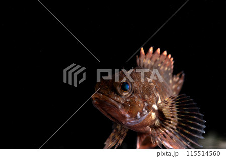 カサゴの幼魚 115514560