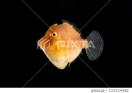 アオサハギの幼魚 アオサハギの幼魚 115514562