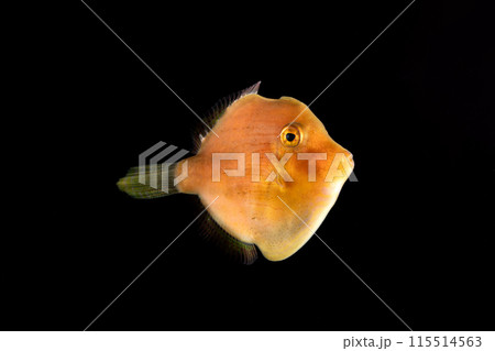 アオサハギの幼魚 アオサハギの幼魚 115514563