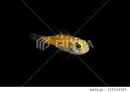 ムツの幼魚 115514565