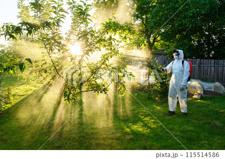 A man wearing safety wearing sprays fruit trees with chemicals A man wearing safety wearing sprays fruit trees with chemicals 115514586