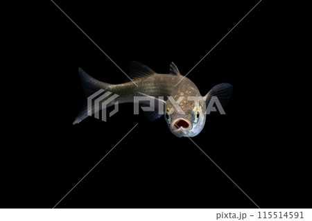 ボラの幼魚 115514591