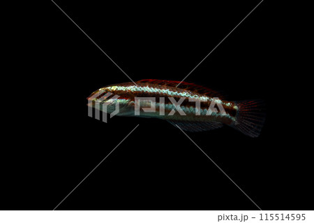 ニシキベラの幼魚 115514595