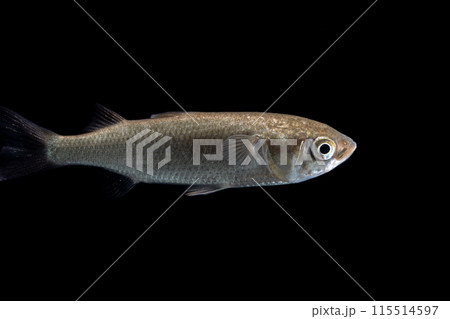 ボラの幼魚 115514597