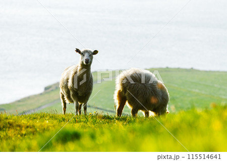 Two sheeps on a lush pasture on Faroe islands 115514641