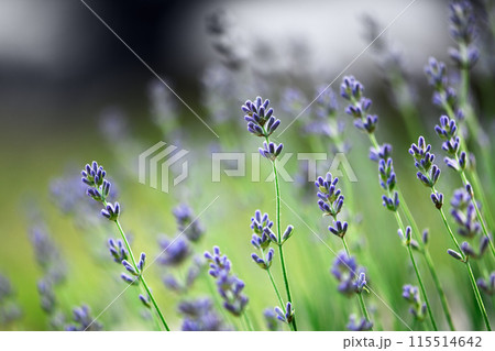 Violet lavender flowers close up 115514642
