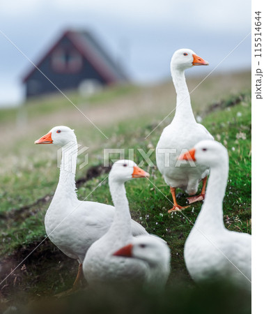 White geese on pasture near black wooden house White geese on pasture near black wooden house 115514644