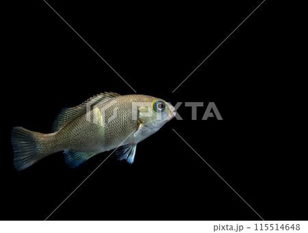 オキナメジナの幼魚 115514648