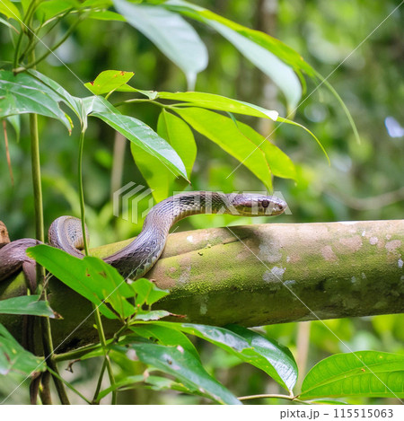 Snake. World snake day. 16 July. Attacking snake / Atheris nitschei. Snake in the tropical jungle between tree branches. 115515063