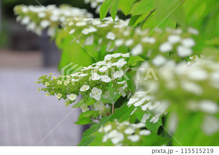 満開の柏葉紫陽花（カシワバアジサイ）　スノークイン 115515219