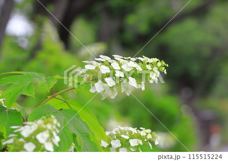 満開の柏葉紫陽花(カシワバアジサイ) スノークイン 満開の柏葉紫陽花(カシワバアジサイ) スノークイン 115515224
