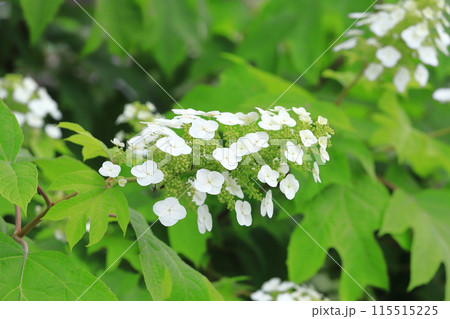満開の柏葉紫陽花(カシワバアジサイ) スノークイン 満開の柏葉紫陽花(カシワバアジサイ) スノークイン 115515225