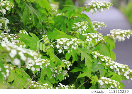 満開の柏葉紫陽花（カシワバアジサイ）　スノークイン 115515229