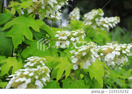 満開の柏葉紫陽花（カシワバアジサイ）　スノークイン 115515232