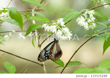 ウツギの花の蜜を吸うアサギマダラ 115515280