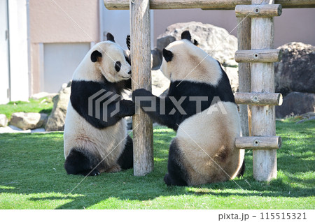 仲よく遊ぶ愛浜・明浜 115515321