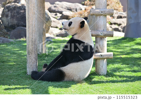 瞑想中の愛浜 瞑想中の愛浜 115515323