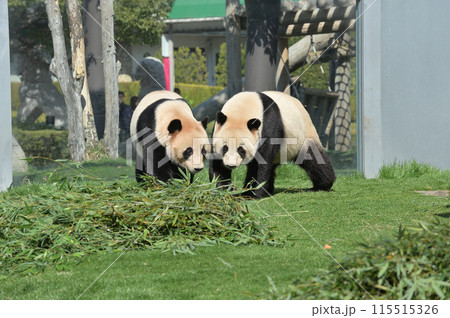 お散歩中の愛浜・明浜 お散歩中の愛浜・明浜 115515326