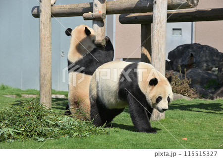 お散歩中の愛浜・明浜 お散歩中の愛浜・明浜 115515327