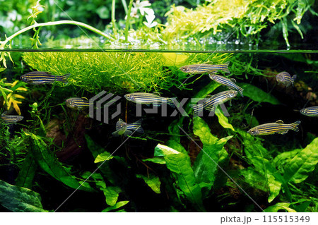 アクアテラリウム　ゼブラダニオ　アクアリウムレイアウト 115515349