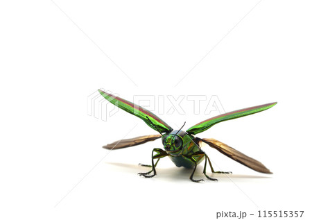 タマムシ　飛び立つ　白バック 115515357